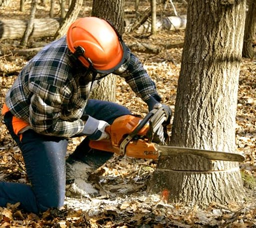 Tree Removal in Shade Gap, PA